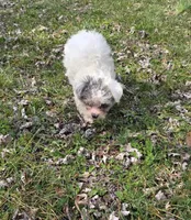 Milly M1, a male Yorkipoo for sale in Buffalo, MO – Photo 5 of 5