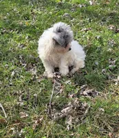 Milly M1, a male Yorkipoo for sale in Buffalo, MO – Photo 3 of 5