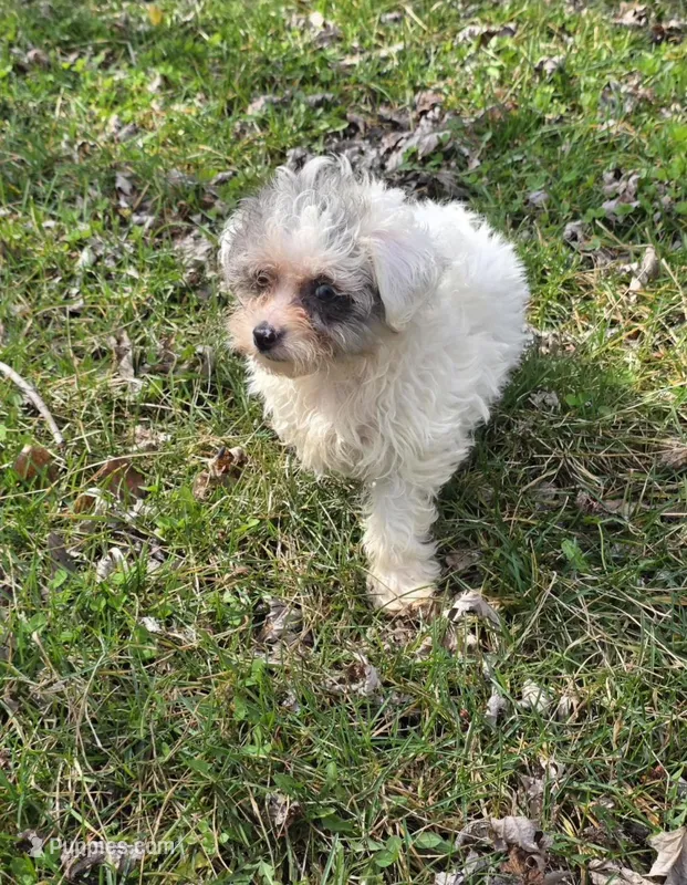Milly M1 – Yorkipoo puppy for sale in Buffalo, MO