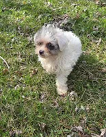 Milly M1, a male Yorkipoo for sale in Buffalo, MO – Photo 1 of 5
