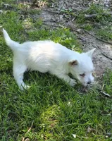 Little guy, a male West Highland White Terrier for sale in Buffalo, MO – 4 of 4
