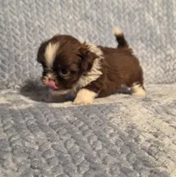 Rosalita Tiny F1, a female Shih Tzu for sale in Buffalo, MO – 7 of 8