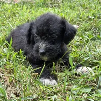 Autumn F3, a female Schnoodle for sale in Buffalo, MO – 2 of 3