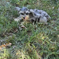 Merle M, a male Miniature Schnauzer for sale in Buffalo, MO – 3 of 5