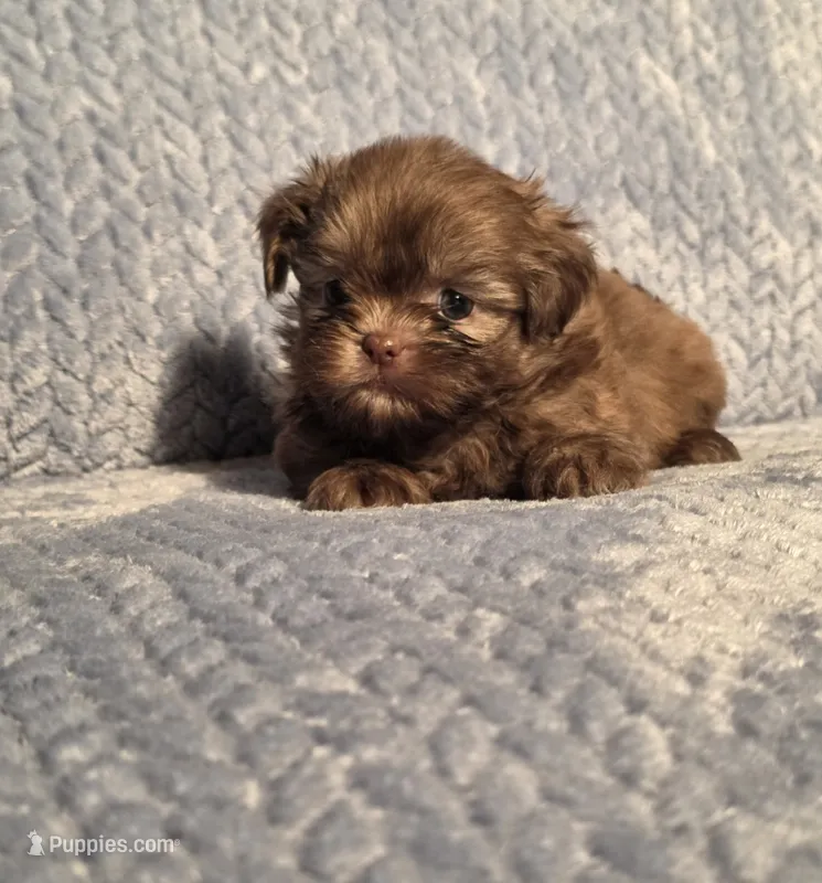 Rosalita F – Shih Tzu puppy for sale in Buffalo, MO