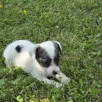 Harmony F1, a female Chorkie for sale in Buffalo, MO – 3 of 7