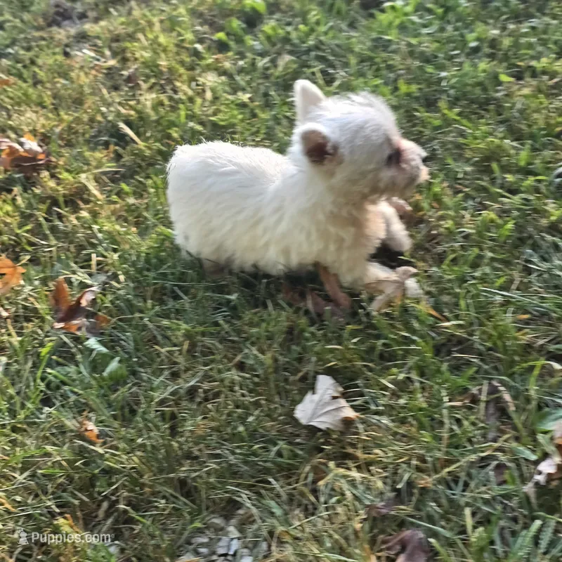 Sweetie – West Highland White Terrier puppy for sale in Buffalo, MO