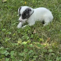 Harmony F1, a female Chorkie for sale in Buffalo, MO – 5 of 7