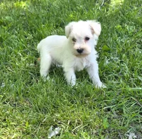 Windy M2, a male Miniature Schnauzer for sale in Buffalo, MO – 5 of 5