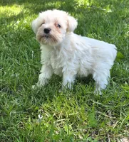 Windy F1, a female Miniature Schnauzer for sale in Buffalo, MO – 3 of 4