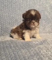 Nutmeg Tiny F1, a female Shih Tzu for sale in Buffalo, MO – 3 of 7