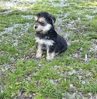 Blk/tan boy, a male Yorkipoo for sale in Buffalo, MO – 4 of 4