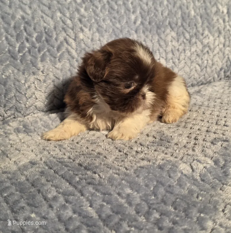 Nutmeg Tiny F1 – Shih Tzu puppy for sale in Buffalo, MO