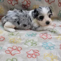 Izzy ice M4, a male Miniature Schnauzer for sale in Buffalo, MO – 9 of 10