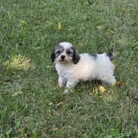 Million M1, a male Yorkipoo for sale in Buffalo, MO – 8 of 8