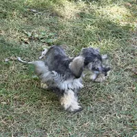 Mazie M, a male Miniature Schnauzer for sale in Buffalo, MO – 8 of 8