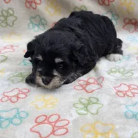 Blk/tan male, a male Miniature Schnauzer for sale in Buffalo, MO – 2 of 5