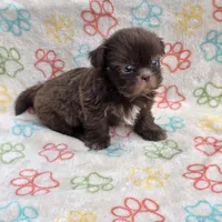 Lilly bear F, a female Shih Tzu for sale in Buffalo, MO – 8 of 10