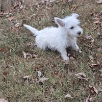 Darling, a female West Highland White Terrier for sale in Buffalo, MO – 3 of 4