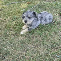 Merle F, a female Miniature Schnauzer for sale in Buffalo, MO – 5 of 5