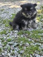 Aquata F3, a female Pomeranian for sale in Buffalo, MO – 2 of 8
