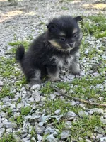 Aquata F3, a female Pomeranian for sale in Buffalo, MO – 4 of 8