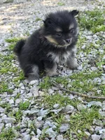 Aquata F3, a female Pomeranian for sale in Buffalo, MO – 7 of 8