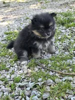Aquata F3, a female Pomeranian for sale in Buffalo, MO – 8 of 8