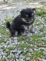 Aquata F3, a female Pomeranian for sale in Buffalo, MO – 3 of 8