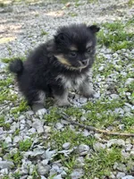 Aquata F3, a female Pomeranian for sale in Buffalo, MO – 5 of 8