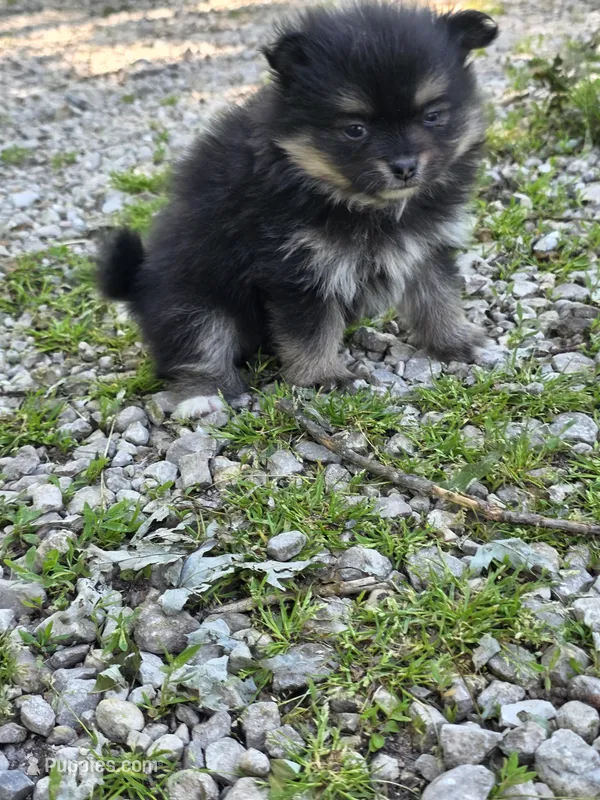 Aquata F3 – Pomeranian puppy for sale in Buffalo, MO