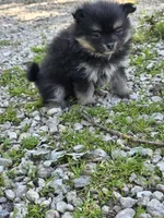 Aquata F3, a female Pomeranian for sale in Buffalo, MO – 1 of 8