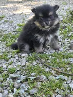 Aquata F3, a female Pomeranian for sale in Buffalo, MO – 6 of 8