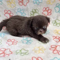 Lilly bear F, a female Shih Tzu for sale in Buffalo, MO – 3 of 10