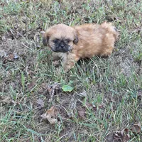 Small M2, a male Shih Tzu for sale in Buffalo, MO – 2 of 6