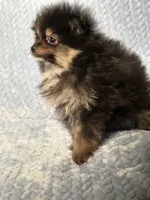 Ms. Perfect, a female Pomeranian for sale in Buffalo, MO – 3 of 4