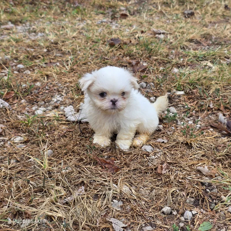 Small M1 – Shih Tzu puppy for sale in Buffalo, MO
