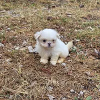 Small M1, a male Shih Tzu for sale in Buffalo, MO – 1 of 5