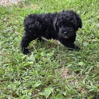 Autumn F1, a female Schnoodle for sale in Buffalo, MO – 6 of 6