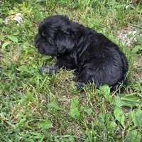 Black M, a male Miniature Schnauzer for sale in Buffalo, MO – 5 of 6
