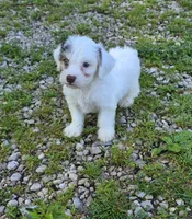 Yorkipoo M3, a male Yorkipoo for sale in Buffalo, MO – 4 of 8