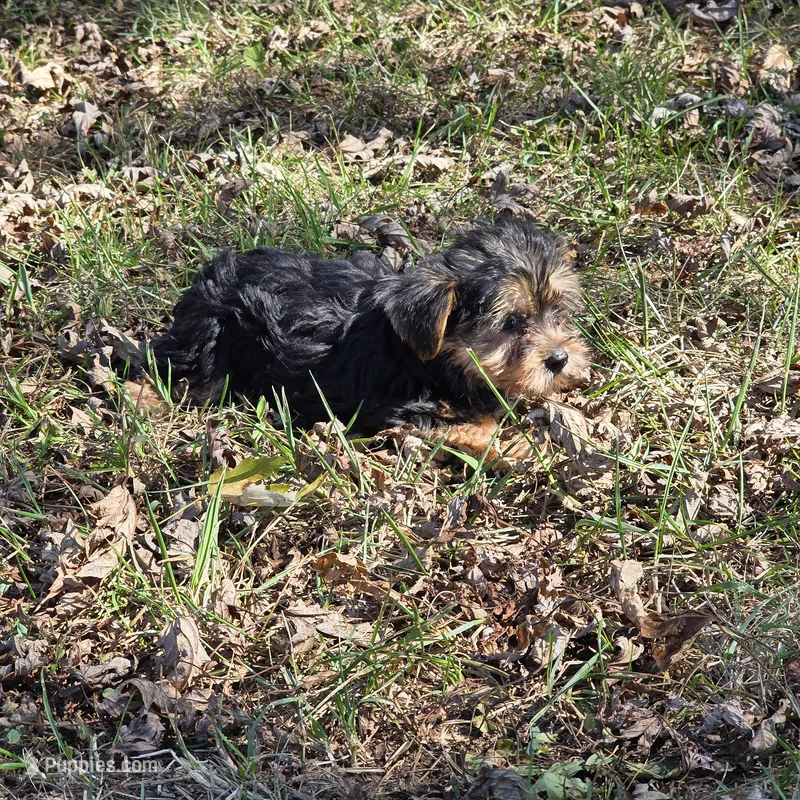 Sweetie M – Yorkshire Terrier puppy for sale in Buffalo, MO