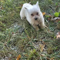 Buddy, a male West Highland White Terrier for sale in Buffalo, MO – 4 of 4