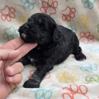 Black F, a female Miniature Schnauzer for sale in Buffalo, MO – 2 of 7