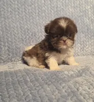 Nutmeg Tiny F1, a female Shih Tzu for sale in Buffalo, MO – 6 of 7