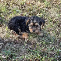 Sweetie M, a male Yorkshire Terrier for sale in Buffalo, MO – 3 of 7