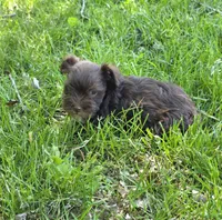 Windy F2, a female Miniature Schnauzer for sale in Buffalo, MO – 4 of 5