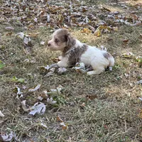Morkipoo M2, a male Morkie for sale in Buffalo, MO – 3 of 3