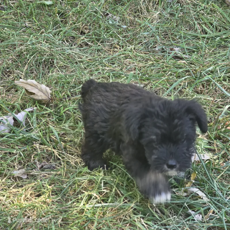 Blk/tan F – Miniature Schnauzer puppy for sale in Buffalo, MO