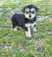 Blk/tan boy, a male Yorkipoo for sale in Buffalo, MO – 2 of 4